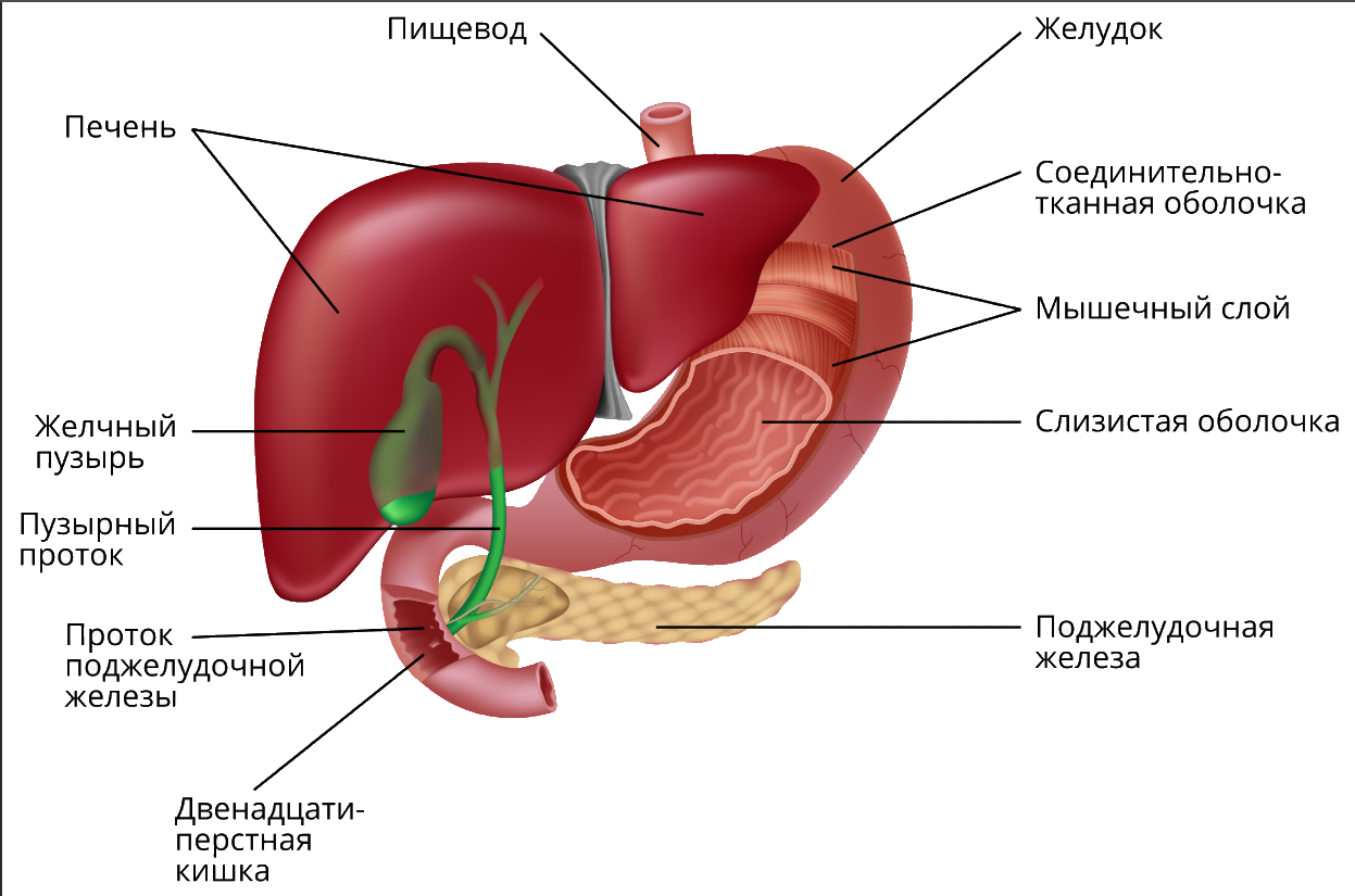 Желчное сердце. 12-Перстная кишка печень поджелудочная железа строение. 12 Перстная кишка печень поджелудочная железа. Строение печени желудка и поджелудочной. Строение желудка печени и поджелудочной железы.